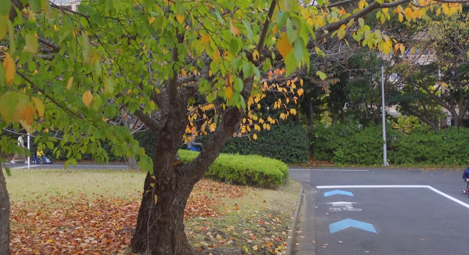 Hanamigawa Greenspace Traffic Park